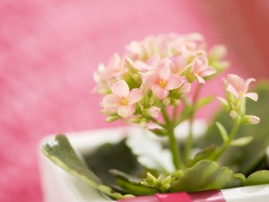 色鮮やかな冬の花で気分を上げよう！