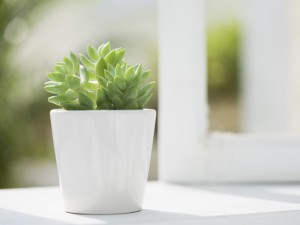 お米は半月分だけストックしよう