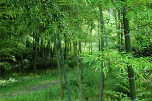 ウオーキングのすすめ　用具編