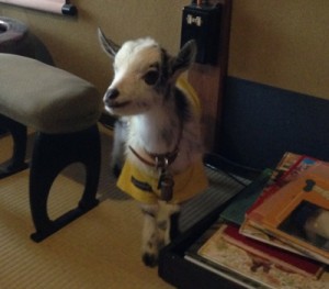 ヤギは室内や部屋でもペットとして飼える？