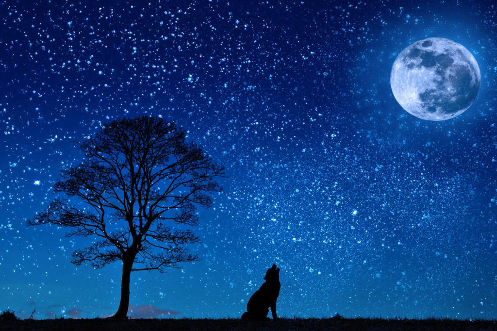 満天の星空に月とオオカミ